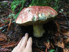 Butyriboletus autumniregius