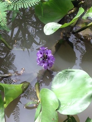 Pontederia azurea