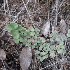Adiantum chilense scabrum