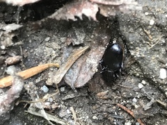 Pterostichus lachrymosus