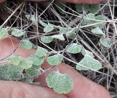 Adiantum chilense scabrum