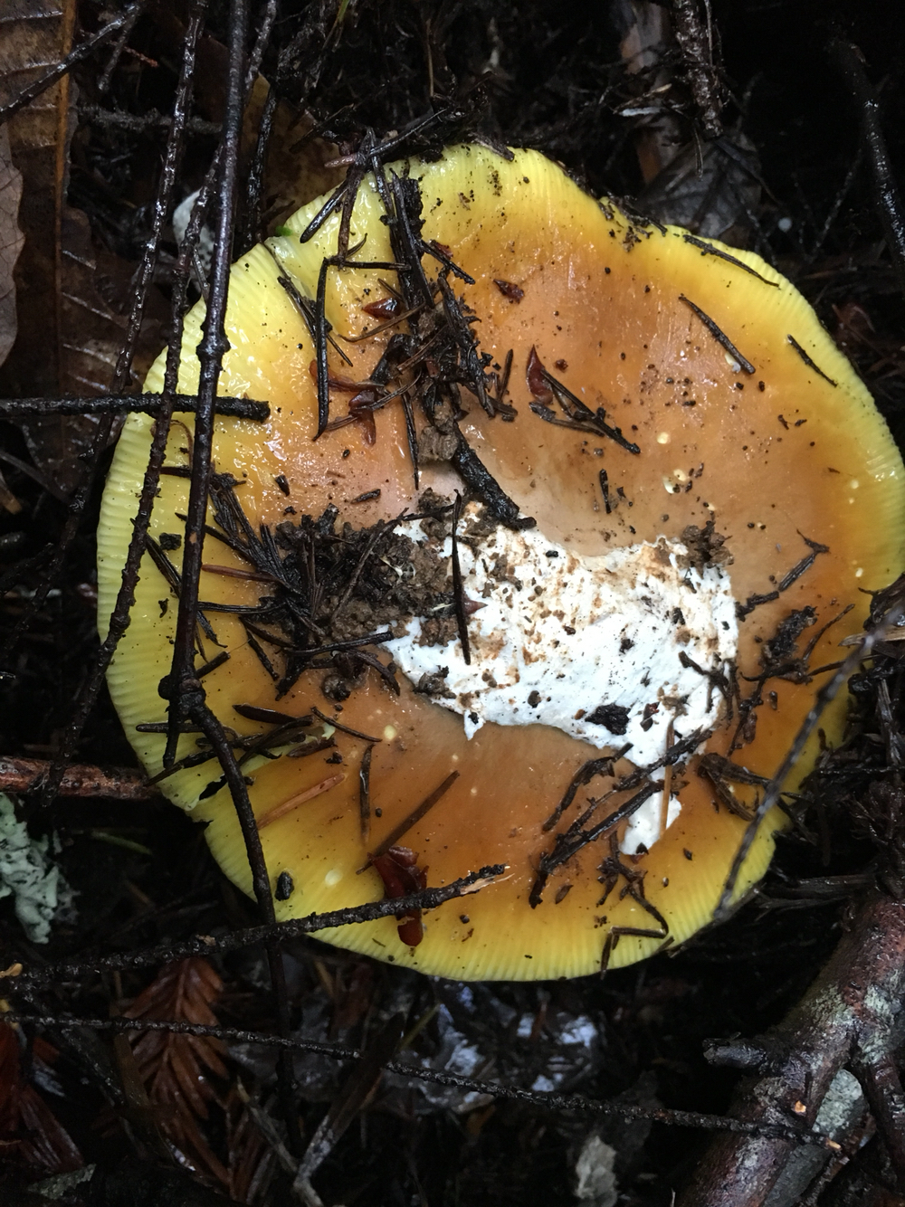 Amanita calyptroderma image