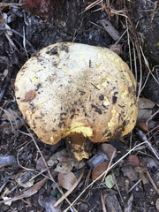 Buchwaldoboletus