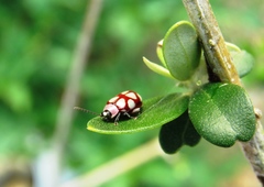 Omophoita magniguttis