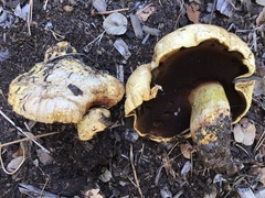Buchwaldoboletus