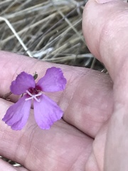 Clarkia rubicunda