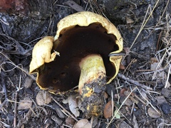 Buchwaldoboletus