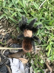 Brachypelma albiceps