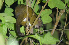 Reclusive Ringtail photo 1