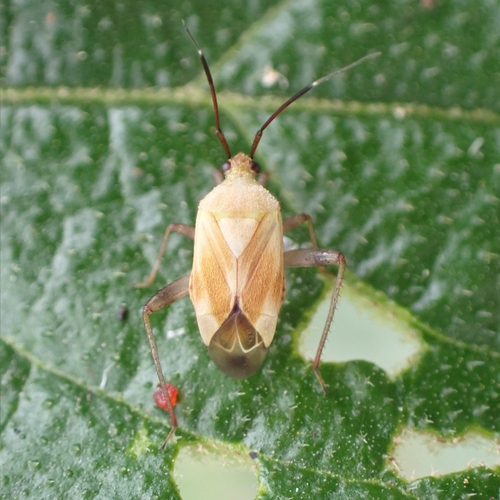 Taedia semilota