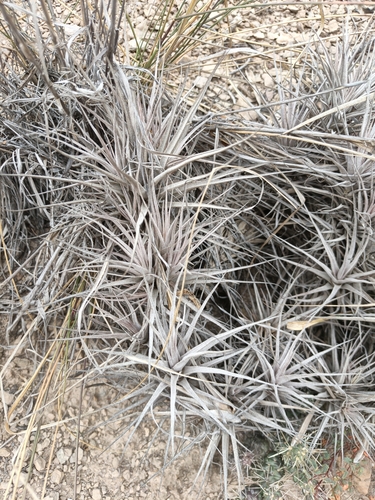 Tillandsia prolata, photograph 4