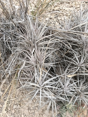 Alfredo F. Fuentes Claros, CC0, iNaturalist via GBIF Tillandsia prolata, photograph Alfredo F. Fuentes Claros, CC0, iNaturalist via GBIF