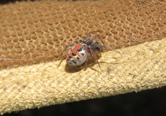 Alpaida versicolor