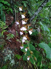 Rhynchostele bictoniensis