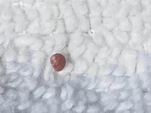 Microcollonia rubricincta, 2025-07-18
