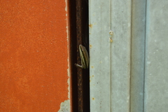Marisora lineola