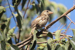 Passer domesticus
