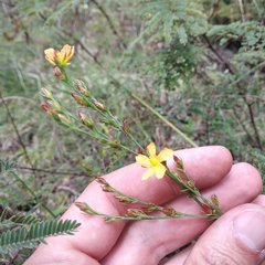 Hypericum silenoides