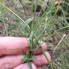 Hypericum silenoides