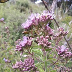 Chromolaena pulchella
