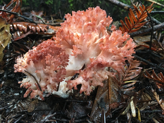 Ramaria rubripermanens