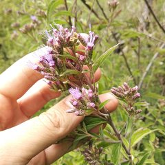 Chromolaena pulchella