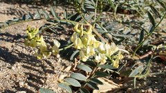 Astragalus douglasii parishii