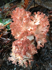 Ramaria rubripermanens