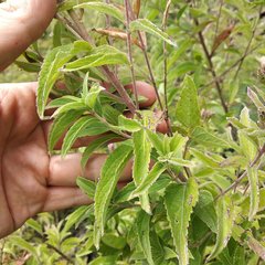 Chromolaena pulchella