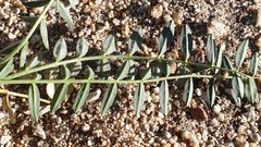 Astragalus douglasii parishii