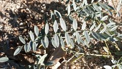 Astragalus douglasii parishii