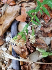 Brickellia eupatorioides eupatorioides