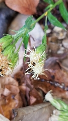Brickellia eupatorioides eupatorioides
