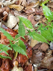 Brickellia eupatorioides eupatorioides