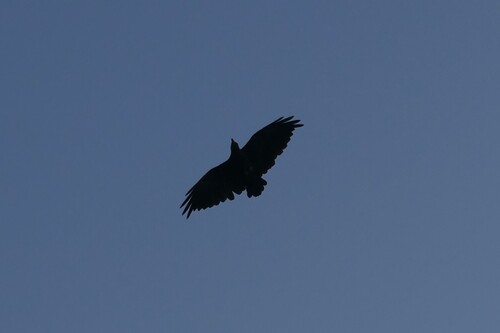 Fan-tailed Raven (Corvus rhipidurus), photo 5