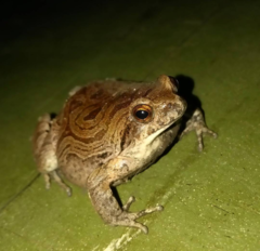 Physalaemus nattereri