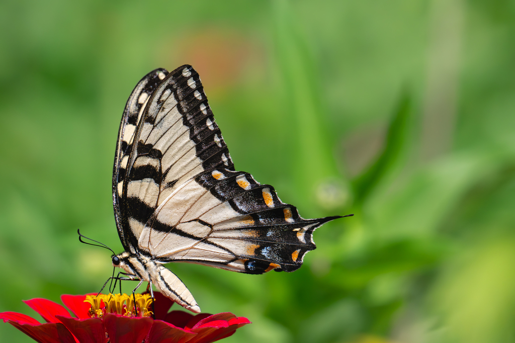 Eastern Tiger Swallowtail