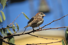 Passer domesticus