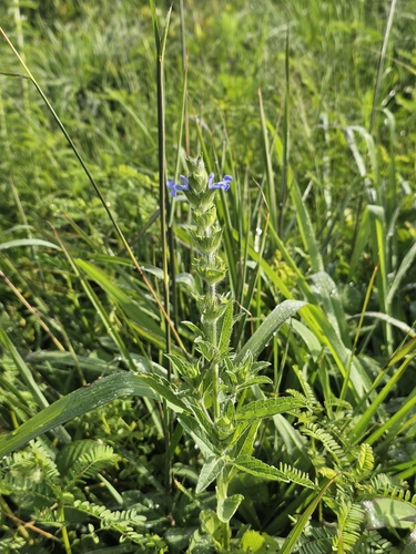 Salvia hirsuta, photograph 2