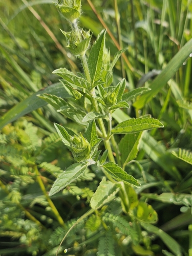 Salvia hirsuta, photograph 3
