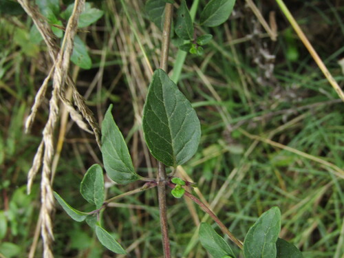 Clinopodium multiflorum, photograph 3