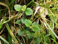 Lysimachia japonica