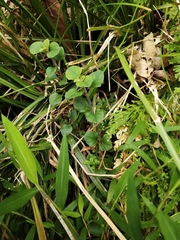 Lysimachia japonica