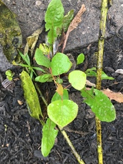 Populus deltoides deltoides
