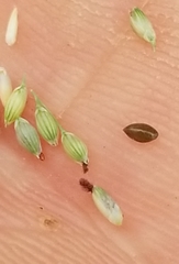 Panicum hallii filipes