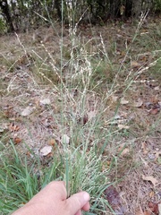 Panicum hallii filipes