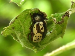 Calligrapha intermedia