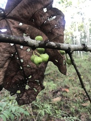 Ficus fistulosa