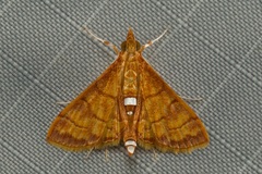 Isocentris