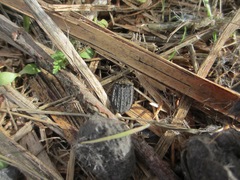 Thanatophilus lapponicus